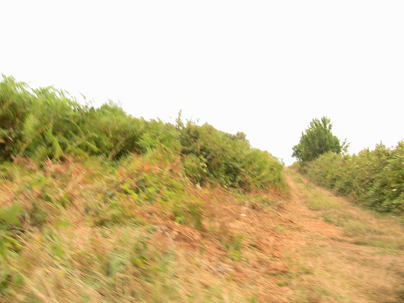 IMG_0770.jpg - ROAD BY NICOLA'S PROPERTY ON HILLTOP