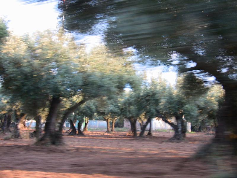 IMG_0789.jpg - OLIVE GROVE