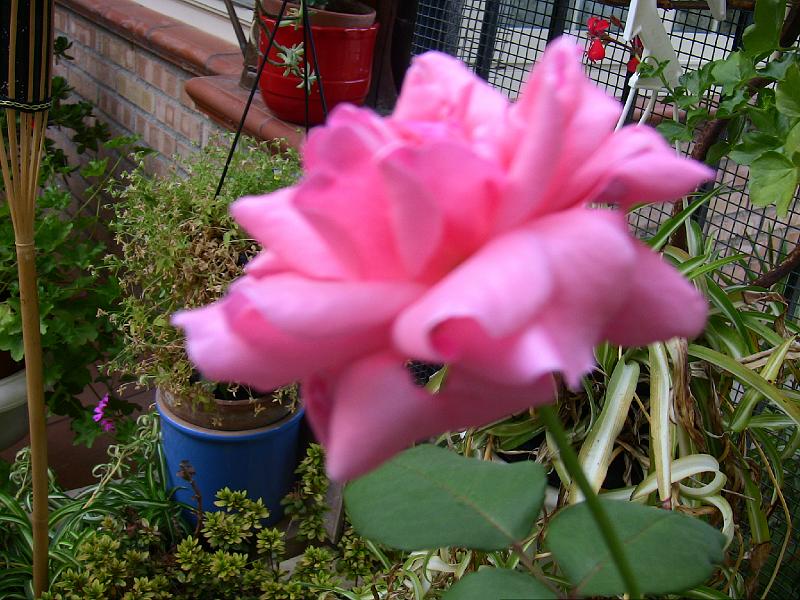 IMG_0871.jpg - FLOWER IN NICOLA'S COURTYARD