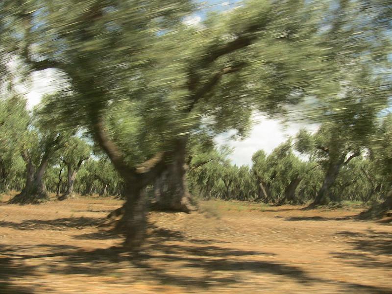 IMG_0903.jpg - OLIVE GROVE